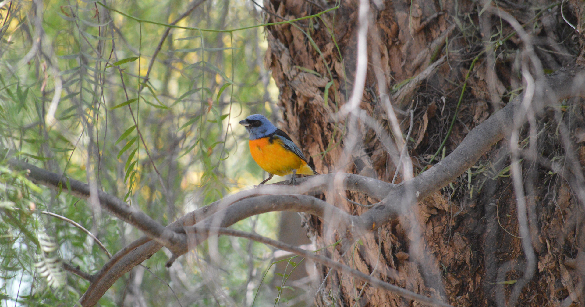 pajaro 7 colores Hotel Rustico Cerro del Valle_Modif
